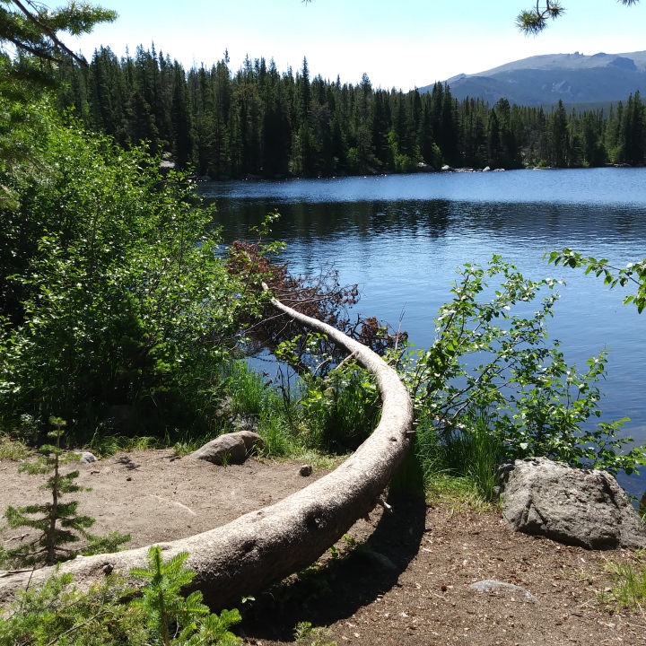 curly tree(bear lake)